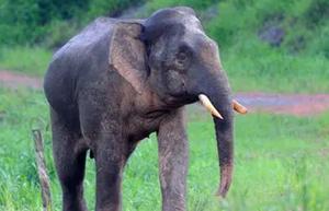 矮子象来源于哪个地方，多久多种