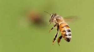 蜂王死了蜜蜂会跑吗，如何挑选出新蜂王呢