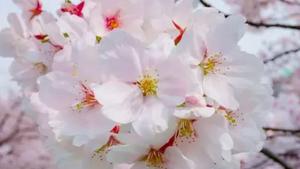 武大樱花最好欣赏时长，武汉大学看樱花能够驾车进去吗