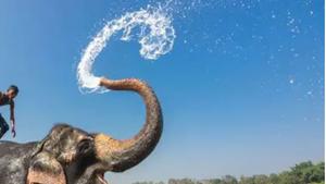 小象怎么会吸湿洒水？象冢真的存在吗