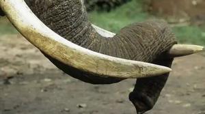 河马牙是小象真真正正的牙齿吗，小象为什么有的有牙有些并没有