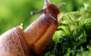 蜗牛壳碎了还可以活吗，爬过的黏液有害吗