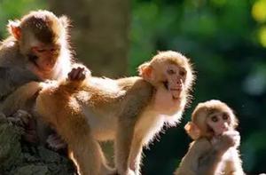 小猴子恐怖的等级制，猴群中影响力最少的是什么猴