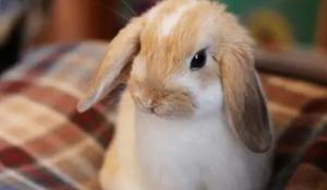 小兔子反感主人家的十种主要表现，养兔子是福还是祸