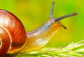 蜗牛是益虫也是虫害，僵尸蜗牛是否会乱咬