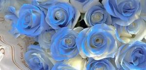 花的寓意较为超虐的花，一支碎冰蓝玫瑰要多少钱