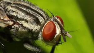 蚊虫怎么拍才可以一打一个准，为何躲不过蝇拍