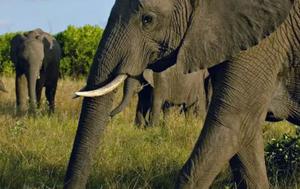 大象是肉食或是食草动物，是陆地上最大的动物吗