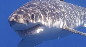 鲨鱼怕那些动物，会攻击人们吗
