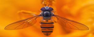 蜜峰的寿命一般有多长 蜜蜂卵期