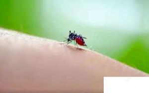 蚊子包是如何产生的 蚊子咬了怎么止痒