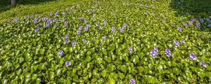 水藻为什么被称为翠绿色神经病 水葫芦是什么