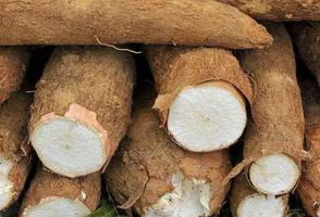 木薯淀粉的吃法，和地瓜哪一个产量高