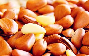 松籽的功效与作用 松籽的饮食疗法作用