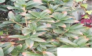 盆栽植物桂花树叶子尖变黄变枯该怎么办