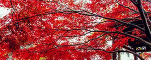红枫林是什么季节的绿色植物