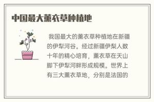 中国最大薰衣草种植地