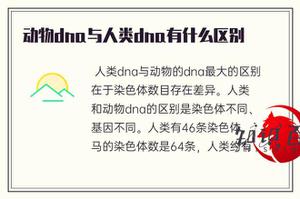 小动物dna与人类dna有什么不同