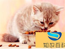 给猫驱虫多久一次？有什么禁区要避开？