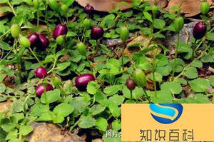 地茄子作用与功效及忌讳