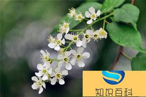 稠李是观花植物吗 稠李销售市场实用价值