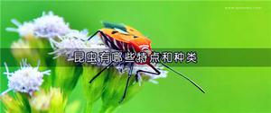 昆虫有哪些特点和种类