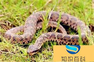 五步蛇是保护动物吗 五步蛇属于国家多少级保护野生动物