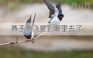 燕子南飞是到哪里去了