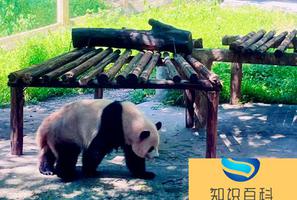 重庆动物园里面有小熊猫吗