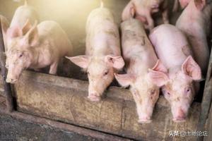 现在养猪能挣钱吗？2022年养多少头猪有补贴？