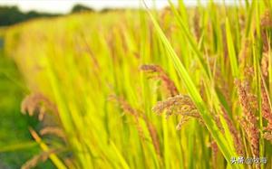 杂交水稻一亩地能产多少斤？中美杂交水稻对比分析