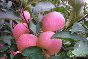 今年红富士苹果一斤多少钱？哪里的苹果比较受欢迎？
