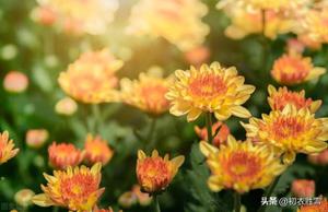 六首赞美雪菊的诗句赏读，十月都是看菊花的好日子