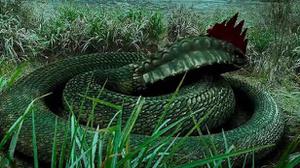 中国鸡冠蛇真的存在吗？鸡冠蛇指的是这种虎斑颈槽蛇吗？