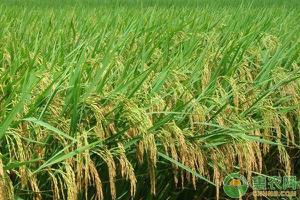 世界粮食产量大国前十名2021（带你了解粮食产量最多的国家）
