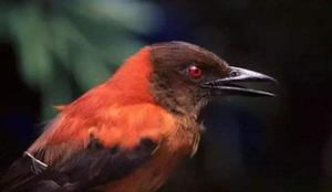 中国有毒的鸟类都有哪些（第一毒鸟是黑头林鵙鹟）