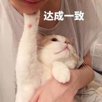 全球最温顺的5种猫你知道吗（目前最温顺的猫排名）