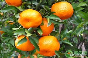 中国栽培面积和产量第一的水果是什么（栽种面积第一的水果是柑橘）