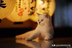 如何打了猫咪会恨主人吗（猫是一种非常记仇的生物）