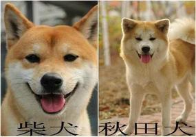 宠物柴犬跟秋田犬有什么区别（柴犬和秋田区别分析）
