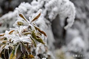 我国大雪节气的含义是什么意思？大雪不见雪有什么说法？