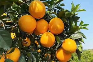 目前全国橙子哪个品种最好吃(这5个地方比较出名嘴甜)