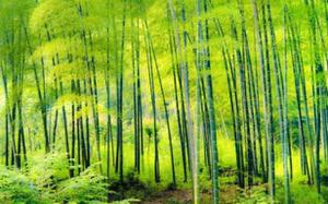 世界上生长最快的10种植物是什么：藻类上榜，竹子排第一