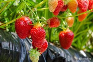 2022年草莓多少钱一斤现在？附各地草莓批发价格一览