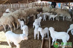 现在养羊行情怎么样，目前养羊成本要多少？