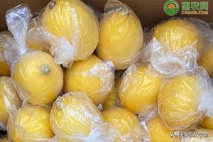 今年柠檬价格多少钱一斤？教你如何挑选柠檬