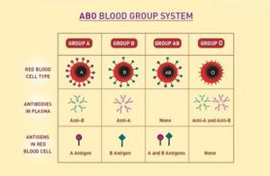目前十大最稀有血型是什么（带你了解最稀有的血型是哪个血型）