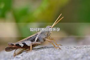 如何判断蚂蚱怀孕 蚂蚱养久了会认主人吗