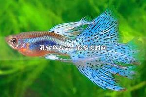 孔雀鱼寿命一般多长时间 孔雀鱼怎么判断怀孕